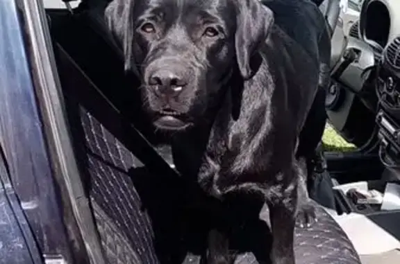 Собаки потеряшки, Омск, фото: Потеряшка собака, Омск