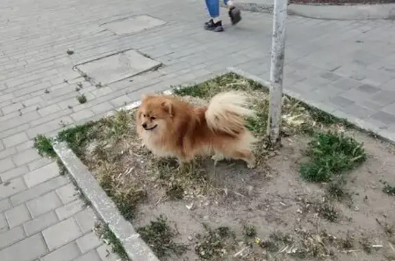 Потерялась собака у Соколова, 11/1