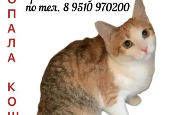 Кошки потеряшки, Ульяновск, фото: Потеряшка кошка, Ульяновск, пр. Созидателей 60