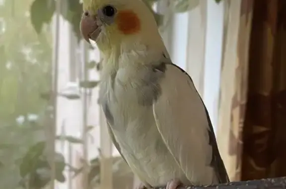 Пропала корелла, ул. Советская 54, Голицыно