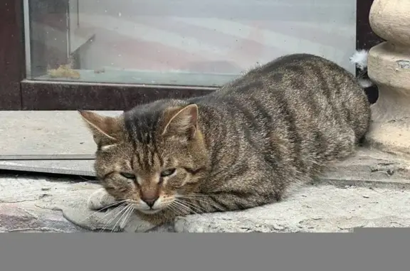 Найдена кошка, Москва