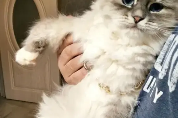 Пропала кошка, Воронеж