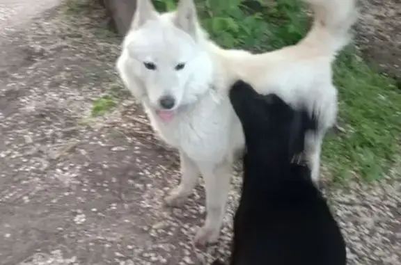 Найдена собака, переулок Автогенный, 9