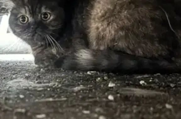 Трехцветная кошка найдена в Москве