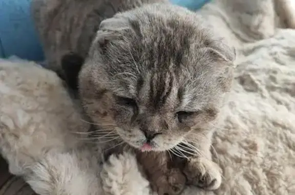 Найдена кошка, Шуя, фото: Найдена кошка, Шуя