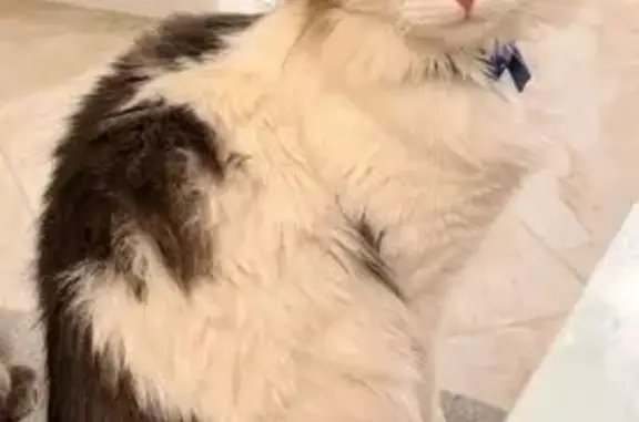 Кошки потеряшки, Шуя, фото: Потеряшка кошка, Шуя