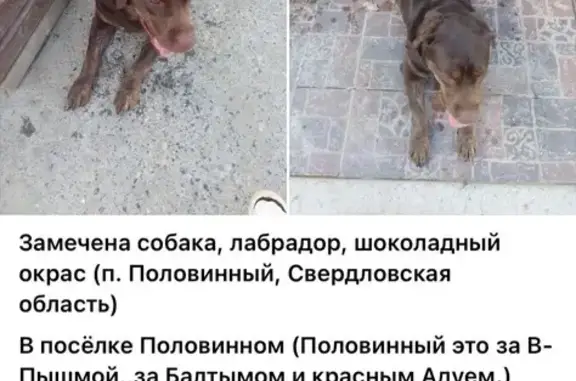 Найдена собака, Свердловская область, фото: Лабрадор найден: Половинный, Свердловская обл.