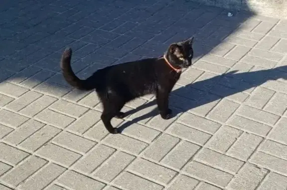 Пропала кошка