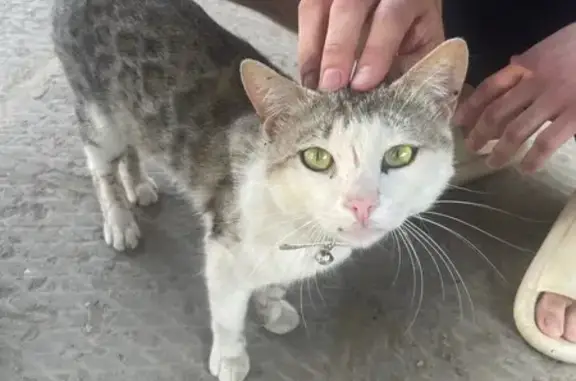 Найдена кошка, Астрахань, фото: Найдена кошка на ул. Магистральная 32, Астрахань