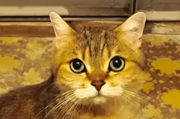 Кошка найдена на Маршала Голованова, 15-а
