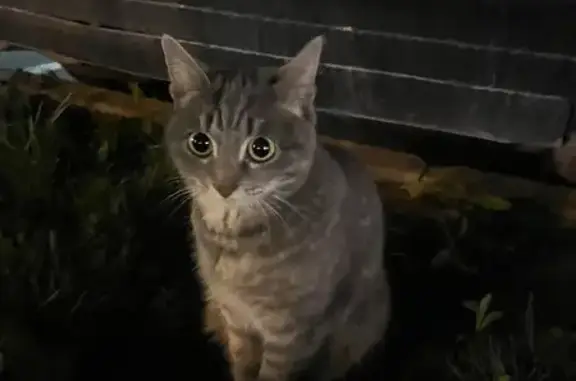 Найденные животные Челябинск, фото: Найдена кошка на Университетской Набережной, 61