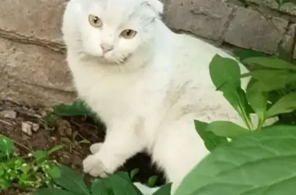 Найдена кошка, Ростов-на-Дону