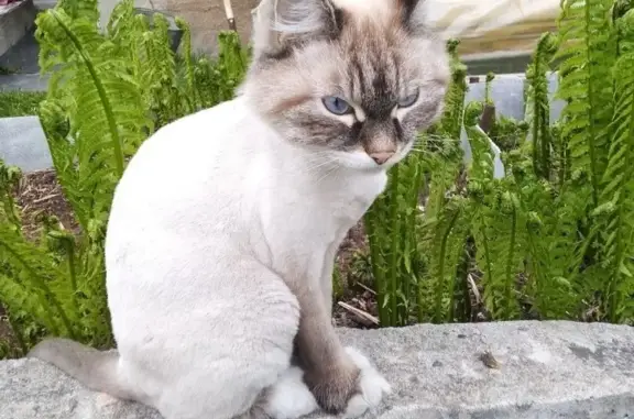 Пропала кошка