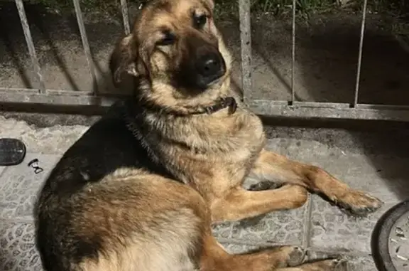 Собака найдена: Солнечная ул., 104