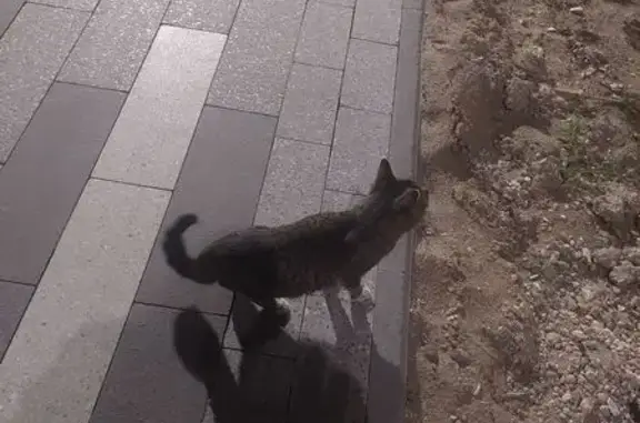 Найдена кошка, Москва