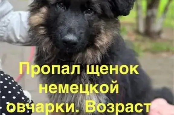 Пропала собака, Новосиверская