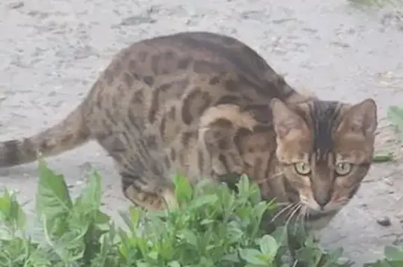 Найдена кошка, Ульяновск