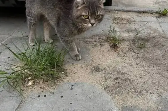 Кошка найдена: Циолковского 19Г, Волгоград