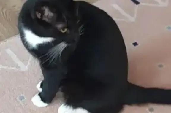 Кошки потеряшки, Санкт-Петербург, фото: Потеряшка кот, Новосельковская ул., 12