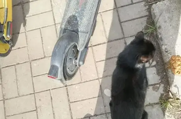 Кошка найдена на бульваре Ногина, 7, Тверь