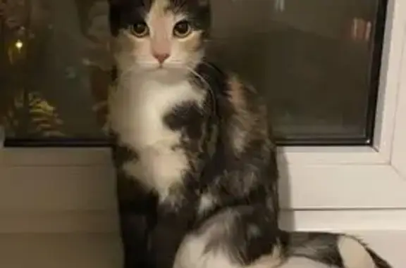 Потерянные животные Санкт-Петербург, фото: Пропала кошка, Полюстровский пр., 9