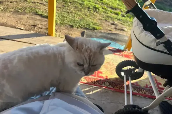 Кошки потеряшки, Республика Татарстан, фото: Потеряшка белая кошка, Уют, Татарстан