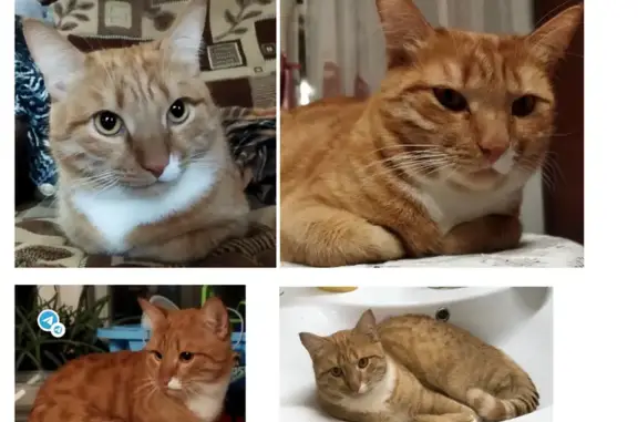 Кошки потеряшки, Нижний Новгород, фото: Потеряшка рыжая кошка, Бурденко 20, НН