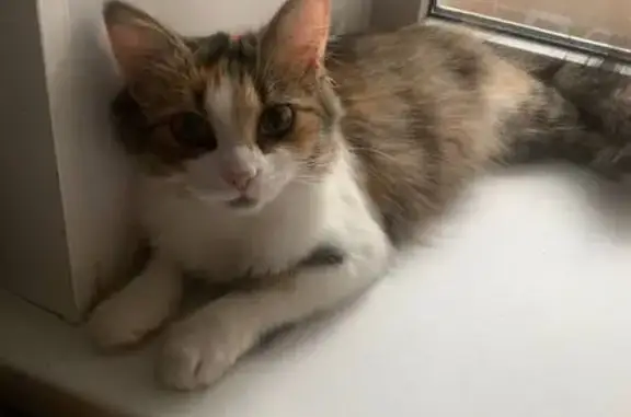 Кошки потеряшки, Тамбов, фото: Потеряшка кошка, ул. Высотная, 76, Тамбов