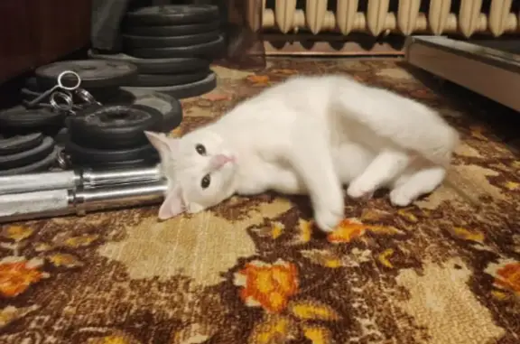 Найдена кошка, Санкт-Петербург, фото: Белая кошка найдена на ул. Бабушкина, 111