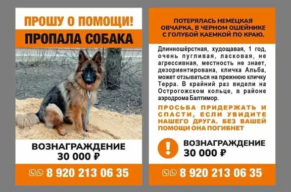Пропала овчарка, Ворошилова 1/3, Воронеж