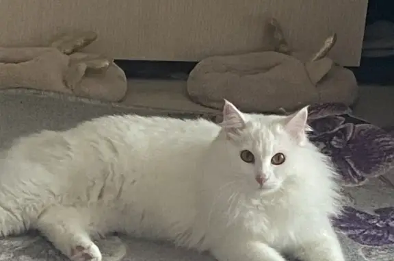 Пропала кошка, Казань