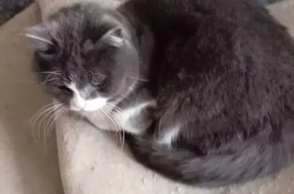 Найденные животные Ачинск, фото: Найдена кошка, Юго-восточный мкрн 18