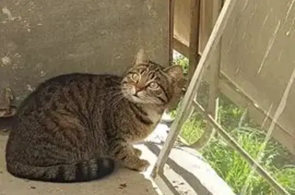 Найдена кошка, Невьянск, фото: Найдена кошка, Невьянск