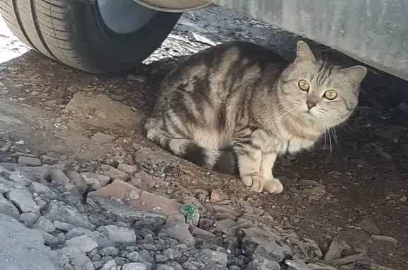 Найдена кошка, Магнитогорск, фото: Найдена кошка, Магнитогорск