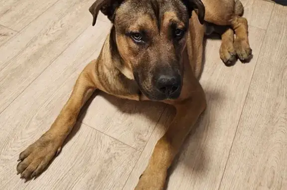 Найдена собака, Воронеж, фото: Найдена собака, ул. 45-й Стрелковой Дивизии, 259/5