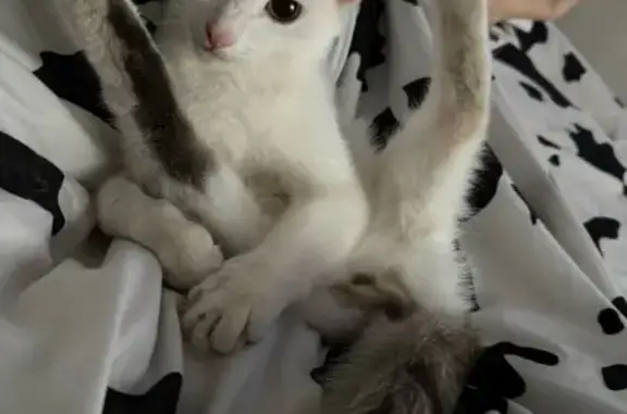 Пропала кошка, пр. Металлургов 12, Новотроицк