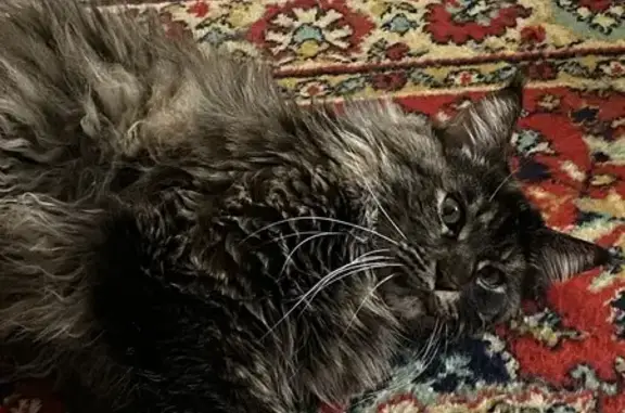 Пропала кошка, Дубна