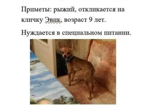 Пропала собака, Екатеринбург