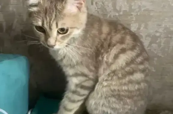 Пропала кошка