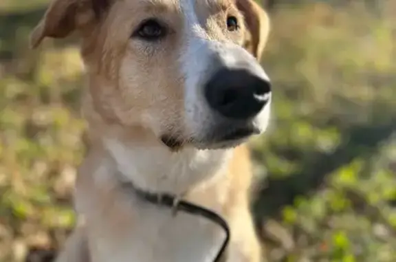 Собаки потеряшки, Красноярск, фото: Потеряшка собака на острове Татышев