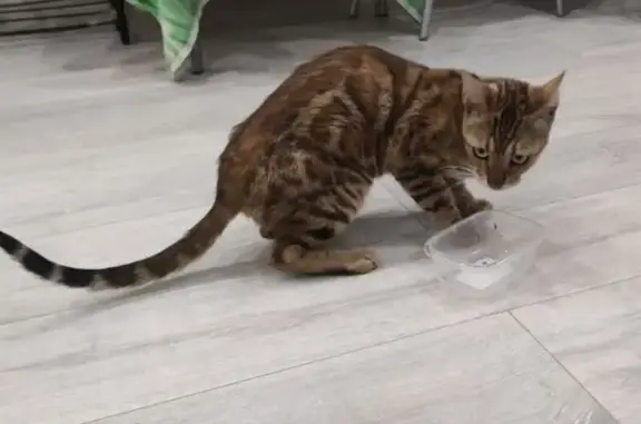 Бенгальская кошка найдена в Чите