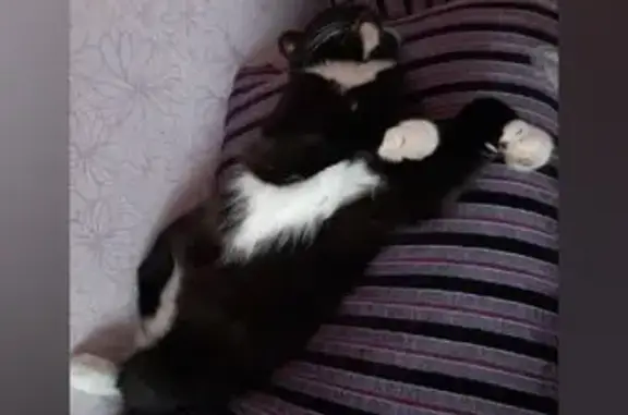 Пропала кошка, Няндома