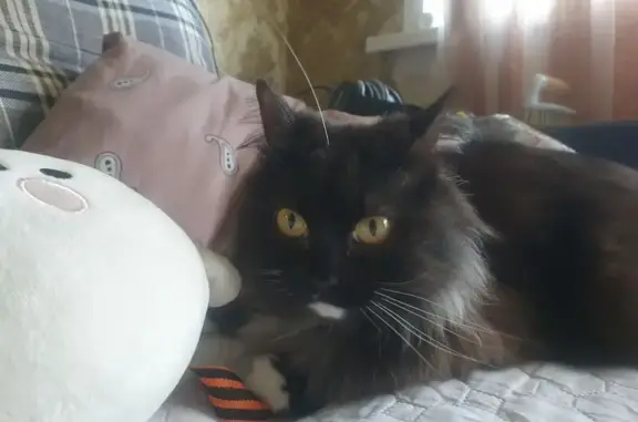 Кошки потеряшки, Самара, фото: Потеряшка кошка, ул. 22 Партсъезда, 183