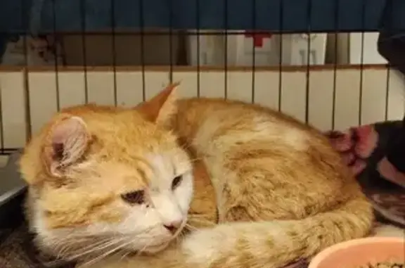 Рыжая кошка найдена на Михайловском ш., 88Б