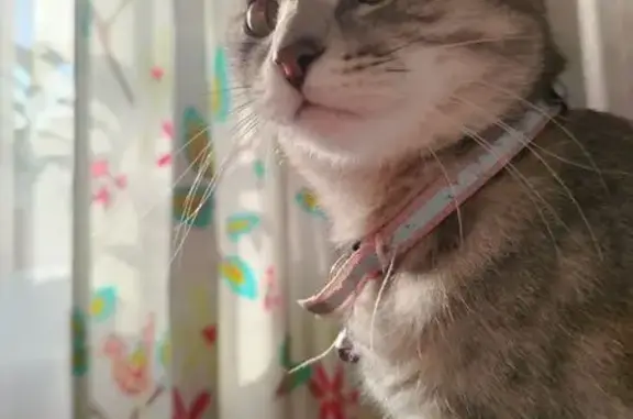 Кошки потеряшки, Рязанская, фото: Потеряшка кошка на ул. Толстого, 23, Рязань