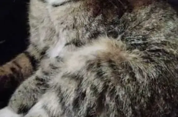 Потерянные животные Санкт-Петербург, фото: Пропала кошка, Крюкова ул. 11, СПб