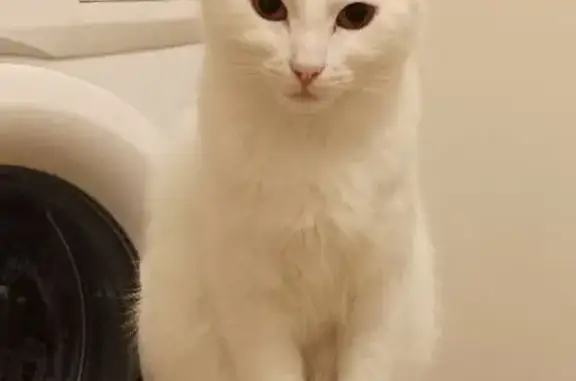 Кошки потеряшки, Санкт-Петербург, фото: Потеряшка белая кошка, ул. Бабушкина 111