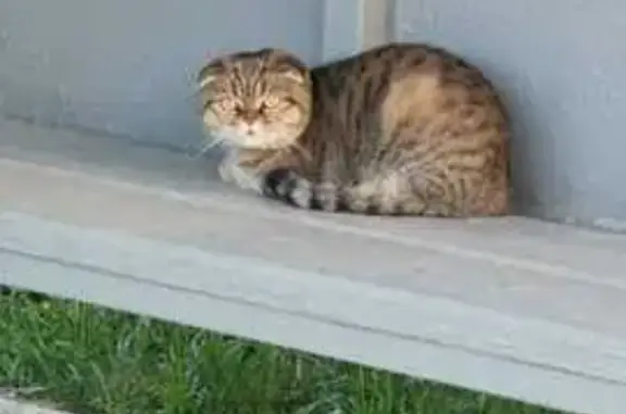 Найдена кошка у лагеря «Звёздный», Ярустово