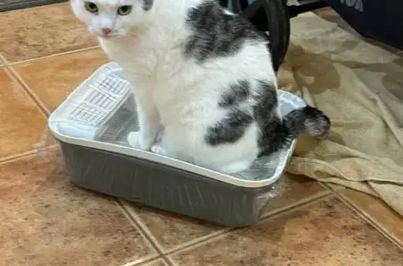 Пропала кошка
