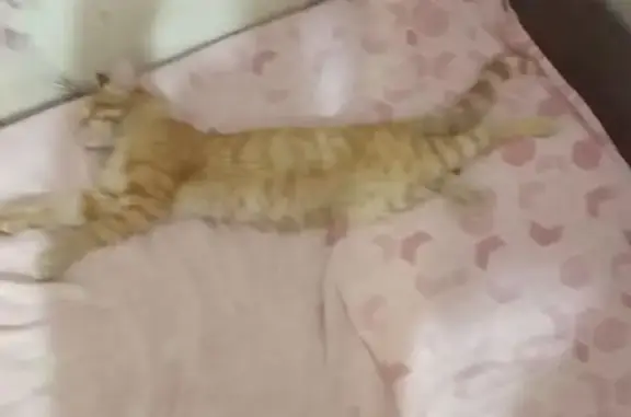 Кошки потеряшки, Красноярск, фото: Потеряшка рыжая кошка, Парашютная 9А